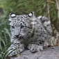 Snow Leopard Cubs Make Their Public Debut at Central Park Zoo in NYC