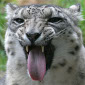 Snow Leopard Data-Wiping Bug Acknowledged by Apple