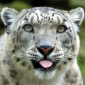Snow Leopard Improvements Announced and That Should Be Added by Apple
