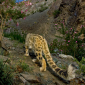 Snow Leopard Shots, This Time from National Geographic