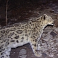 Snow Leopards Caught on Camera in Uzbekistan's Gissar Nature Reserve