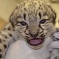 Snow Leopard Cubs Thriving at Akron Zoo in the US