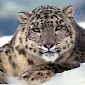 Snow Leopards Should Be Listed as Domestic Animals, Conservationists Say