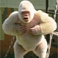 Snowflake, the World's Only Known Albino Gorilla, Was the Result of Inbreeding