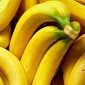 Solar Power Makes for More Eco-Friendly British Bananas