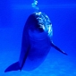 Some 200 Dolphins Await Slaughter in Japan's Taiji Cove