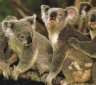 Some Amazing Facts About Koala