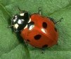 Some Amazing Facts About Ladybirds
