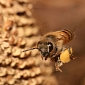 Some Bees Exhibit Distinct Personalities