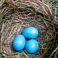 Some Chickens Lay Blue Eggs, Scientists Explain Why