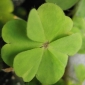 Some Clovers Have Five Leaves or More