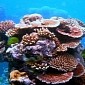 Some Corals Can Adjust to Rising Ocean Temperatures, Scientists Say