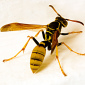 Some Wasps Leave Their Young's Security to Parasites