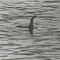 Sonar Equipment Records Unusual Object Believed to Be the Legendary Loch Ness Monster