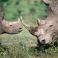 South Africa Announces Plans to Sell Its Rhino Horns