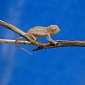 South Carolina Aquarium Is Now Home to 4 Baby Panther Chameleons