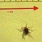 Southern California Mite Found to Be the World's Fastest Land Animal
