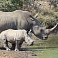 Southern White Rhinos Are Now Listed as a Threatened Species