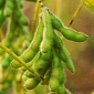 Soya Beans Keep People Looking Young