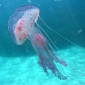 Spain's Beaches Now Taken Over by Stinging Jellyfish [Video]