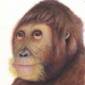 Spanish Researchers Identify New Hominid