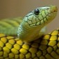 Spanish Woman Gets Bitten by Snake While Sitting on the Toilet