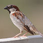 Sparrows Are Hyperactive During Migrations