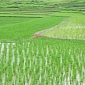 Specialists Question the Future of Asia's Rice Production
