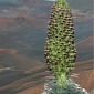 Spectacular Hawaiian Plant Threatened by Global Warming
