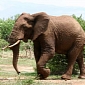 Speeding Train Kills 4 Elephants in India