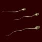 Sperm from Stem Cells to Increase Hopes for Fertility