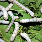 Spider-Silkworm Mutant Produces Strongest Silk