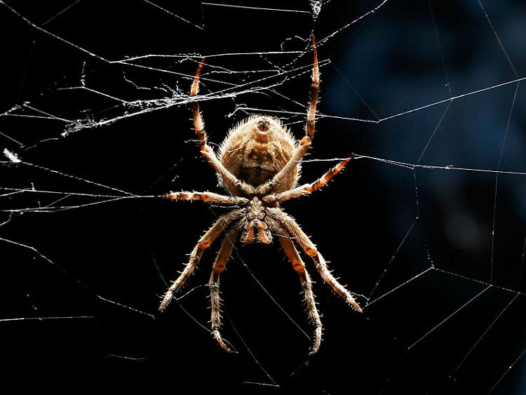 Spiders Can Hear with Their Hair