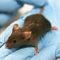 Spinal Cord Implants Make It Possible for Paralyzed Mice to Walk Again