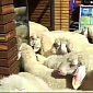 Sports Store in Tyrol Ambushed by a Flock of Sheep