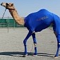 Sportswear for Camels Actually Exists, Supposedly Helps Them Run Faster