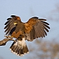 Spotlight: Harris Hawks Are “the Only Social Raptors” – Video