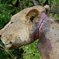 Spotlight: Lion Rescued After Spending 3 Years with a Snare Caught Around Its Neck
