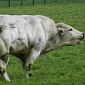 Spotlight: Super Cows Have Twice the Muscles Found on Regular Cattle