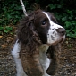 Springer Spaniel Put to Sleep After Being Abandoned by Owners
