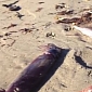 Squid Beach Themselves by the Hundreds near Santa Cruz, California