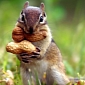 “Squirrel Appreciation Day” Soon to Come Our Way