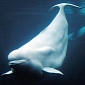Star of Favorite Children’s Song “Baby Beluga” Dies at 46 [Video]