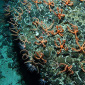 Starfish City Found on Underwater Mountains