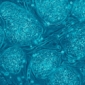 Stem Cells Guided in the Body via Nanomagnets