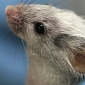 Stem Cells Help Restore Sight to Blind Mice
