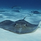 Stingray Attacks Baby Who Leans In a Bit Too Close - Video