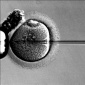 Stored Embryos, a Problem for Their Parents