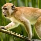 Strain of Malaria Is Passing from Monkeys to Humans Worryingly Often