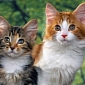 Strange Facts About Cats That You Probably Don't Know